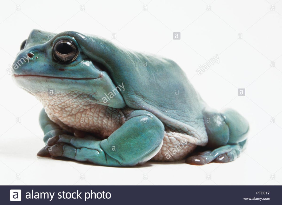 Голубая лягушка