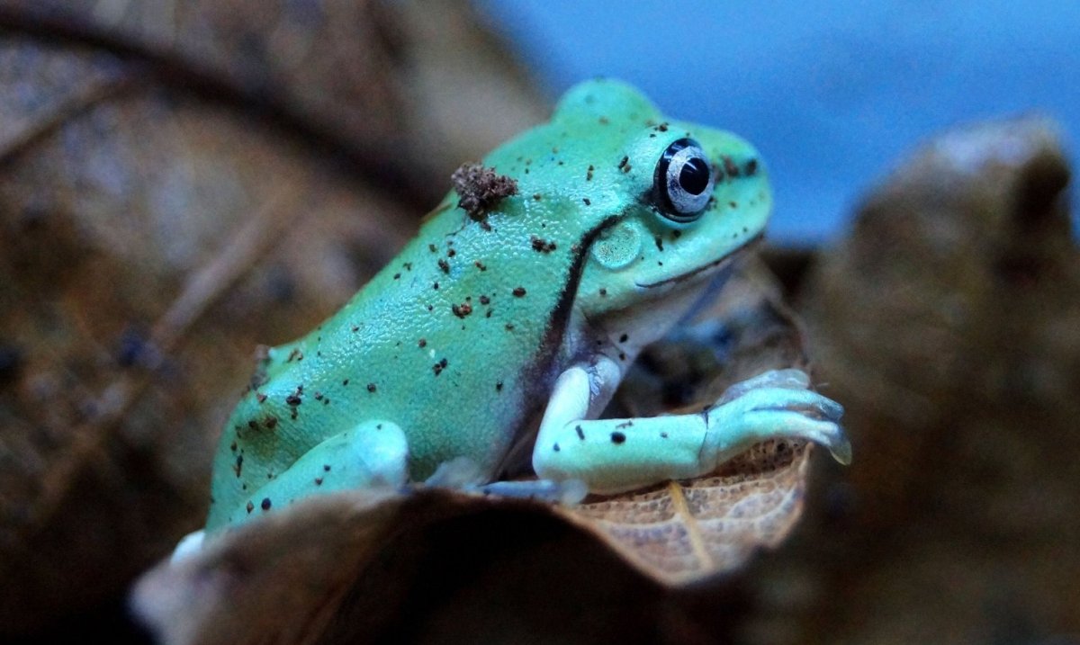 Австралийская голубая квакша