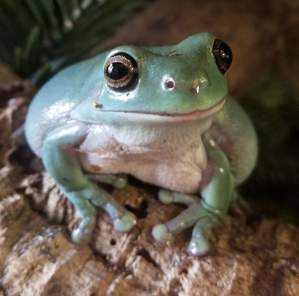 Синяя лягушка Геншин