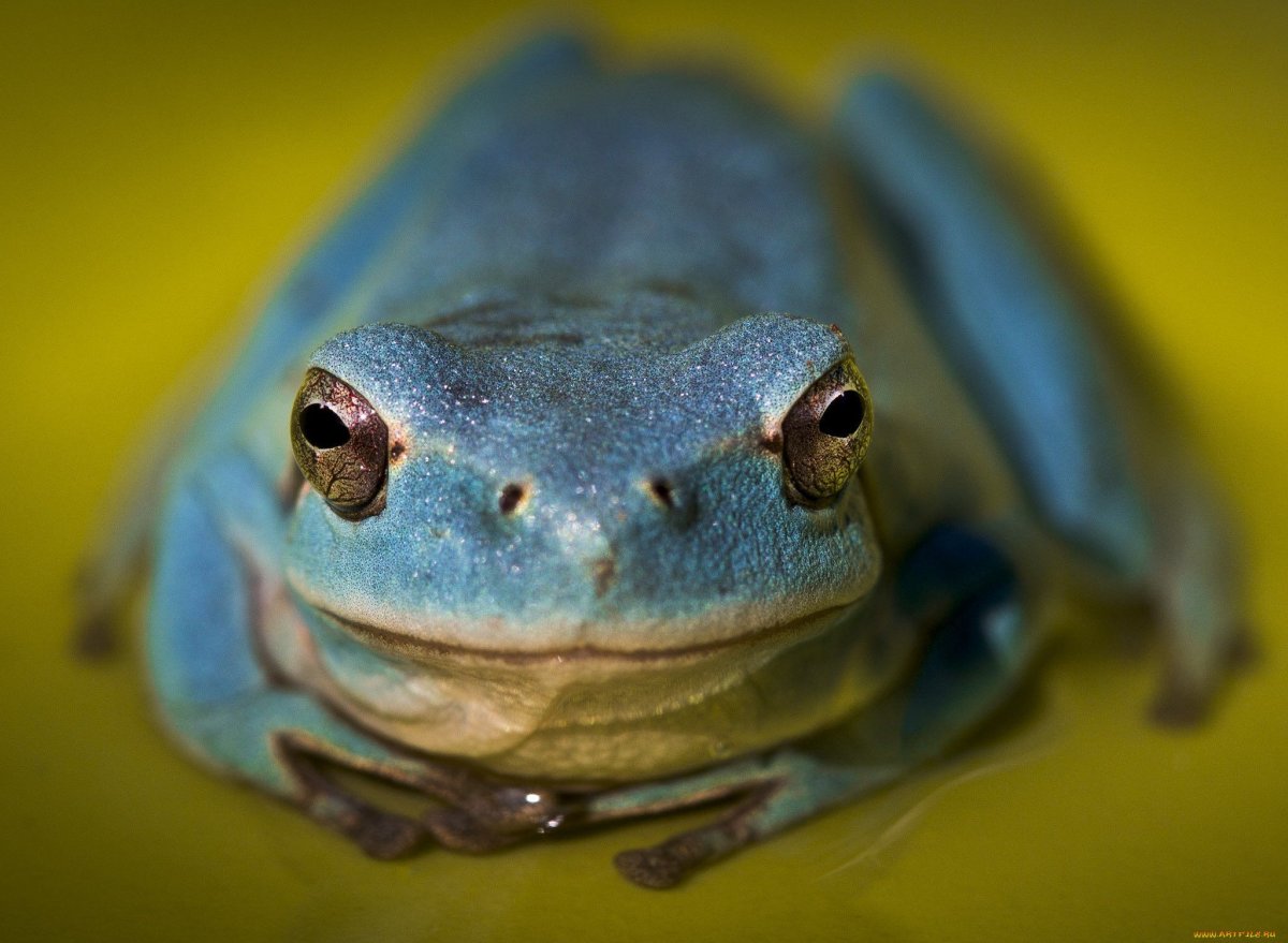 Жаба квакша голубая