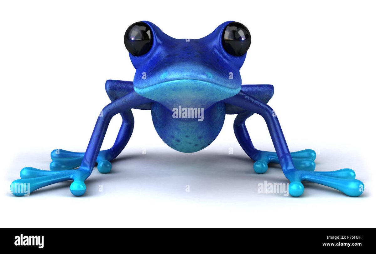 Веслоногие лягушки