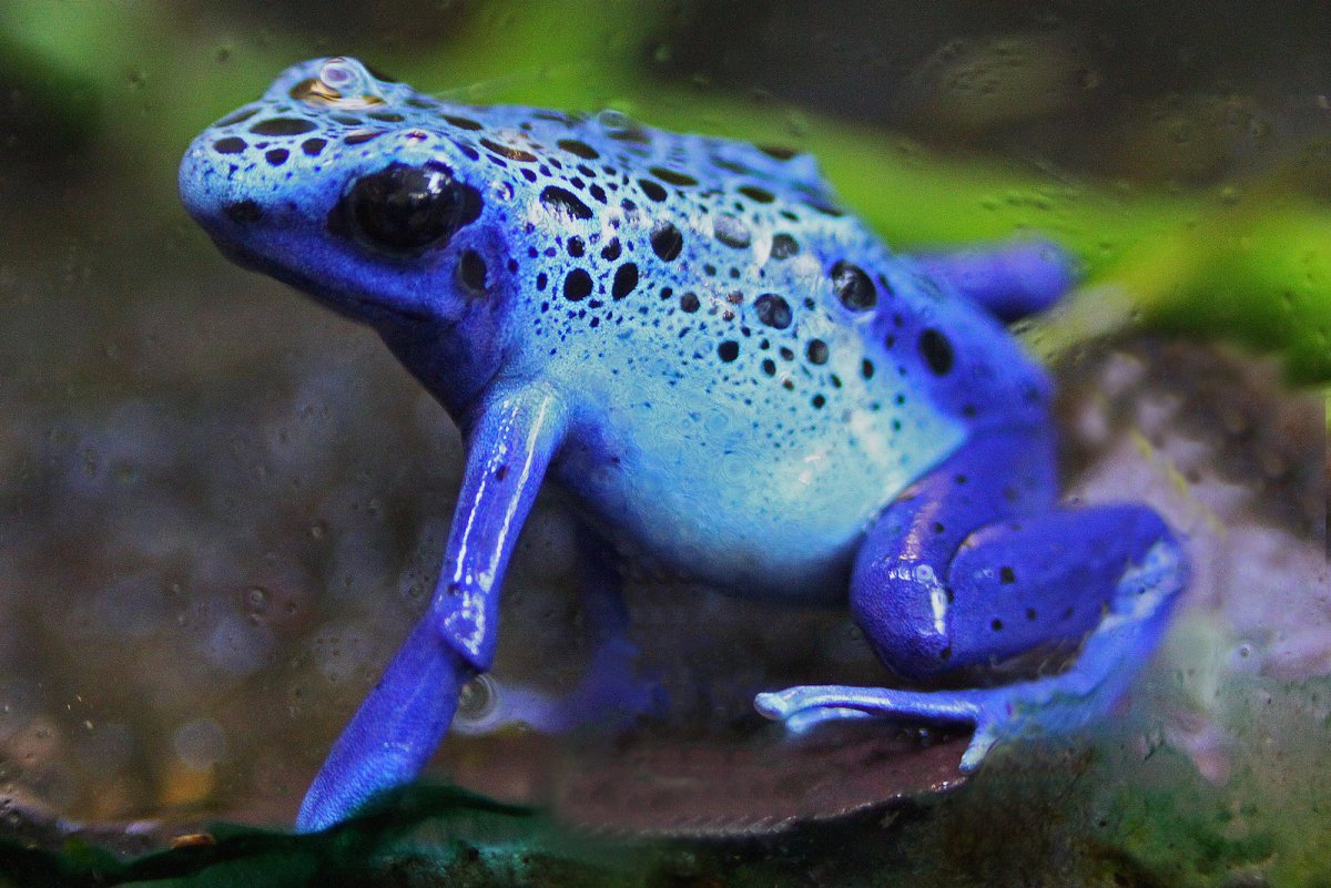 Лягушка водонос маленькая