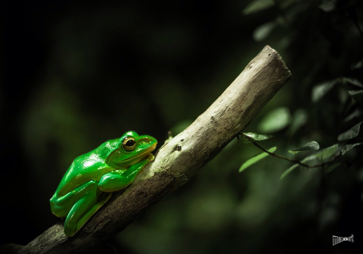 Квакша розовая