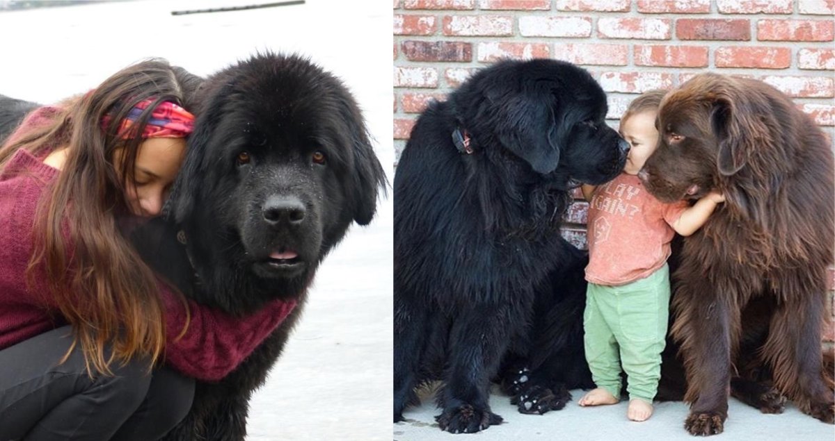 Испанский водолаз собака