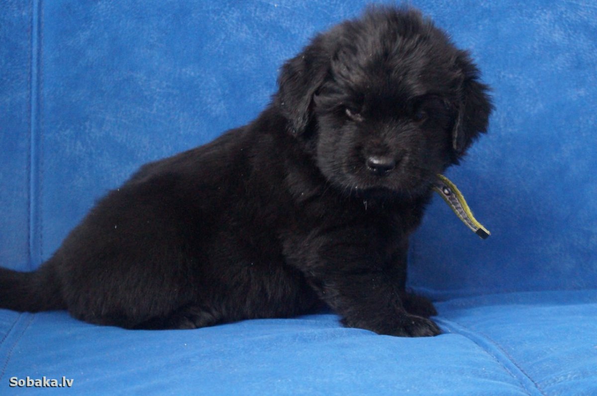 Щенки ньюфаундленда (водолаза)