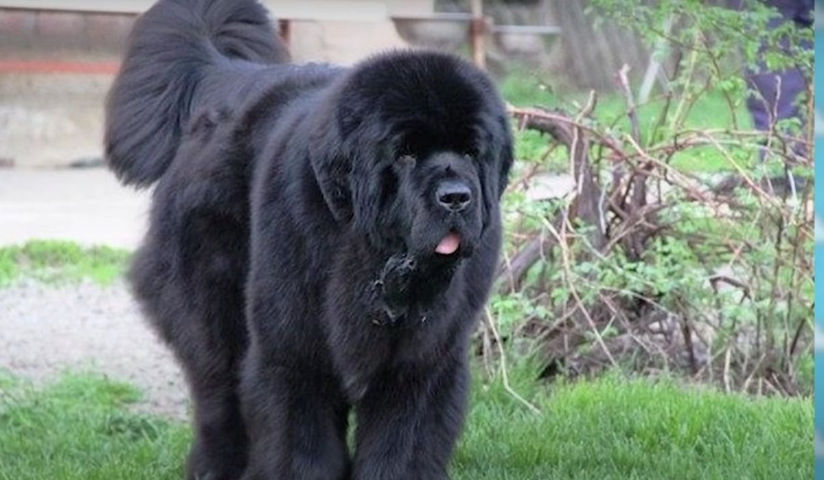 Ньюфаундленд собака хвост