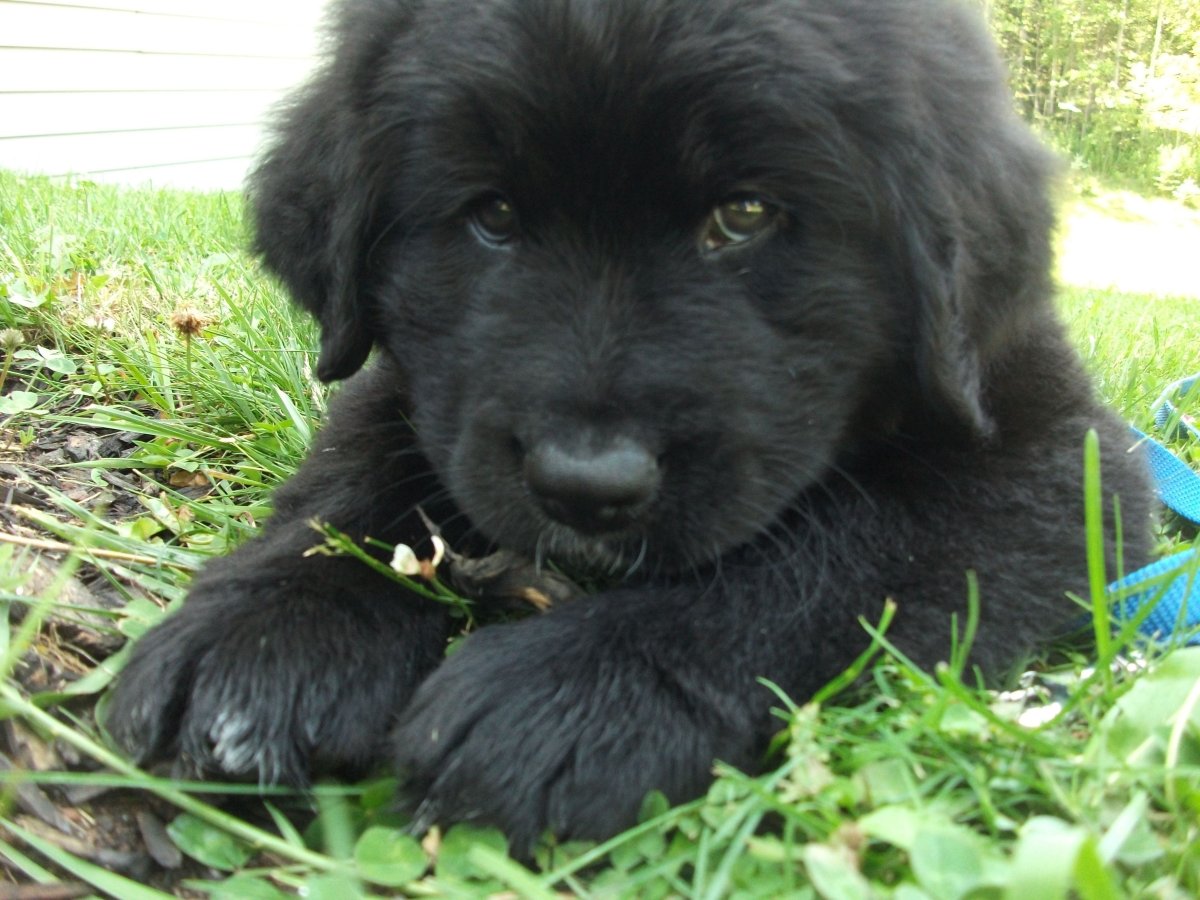 Ньюфаундленд вес