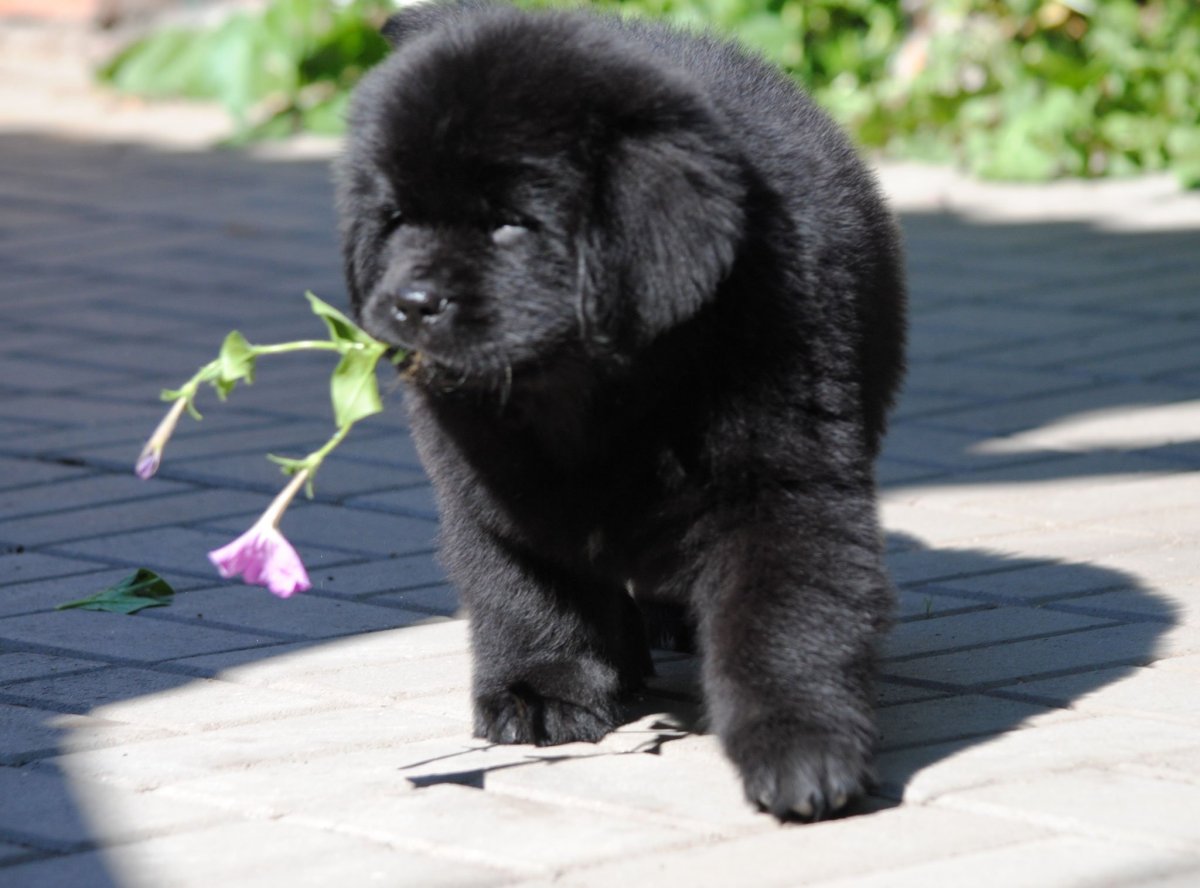 Ньюфаундленд мокрый