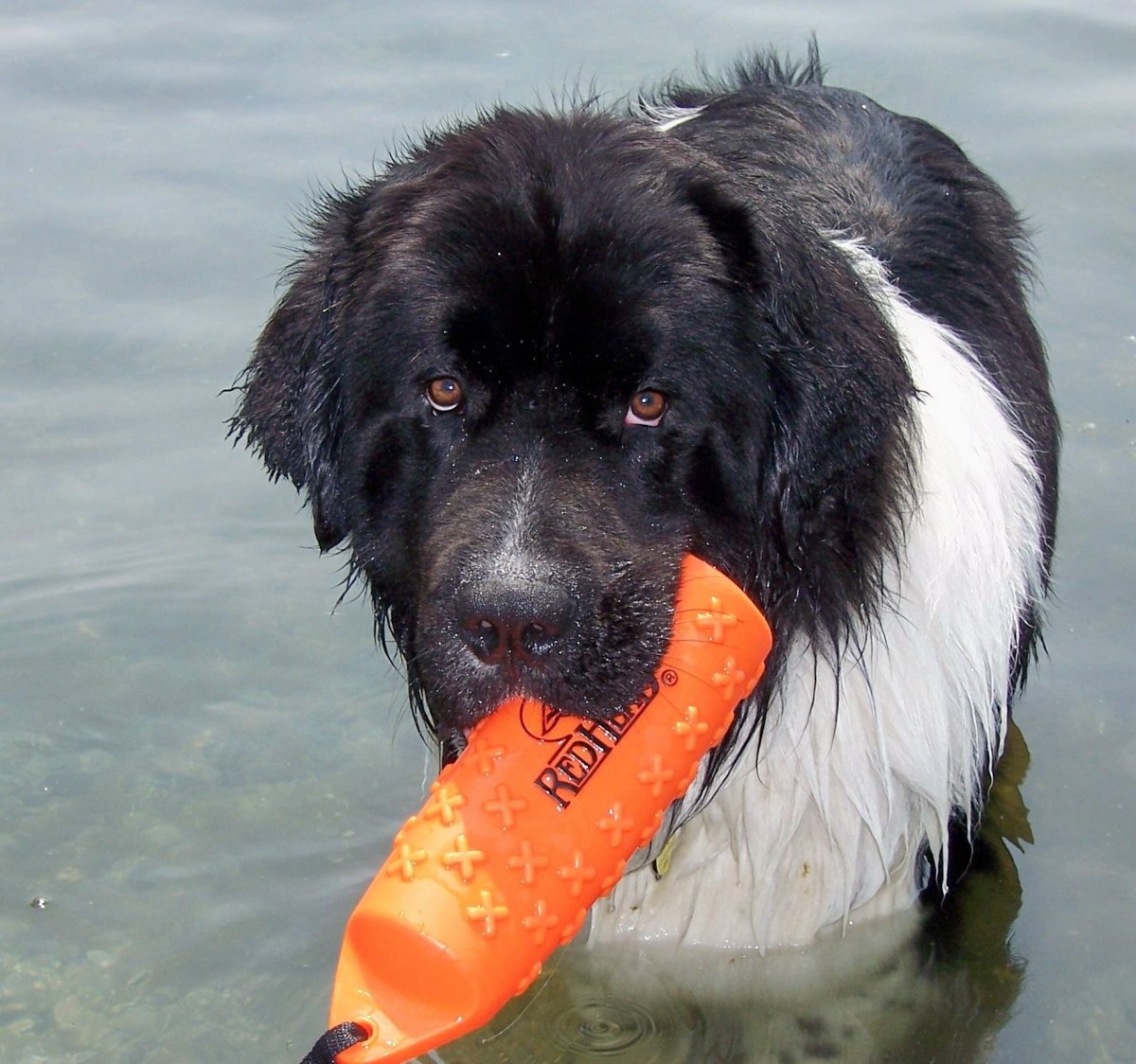 Собака спасатель ньюфаундленд