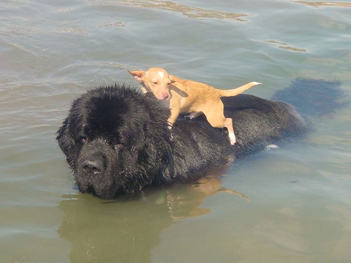 Собака похожая на водолаза