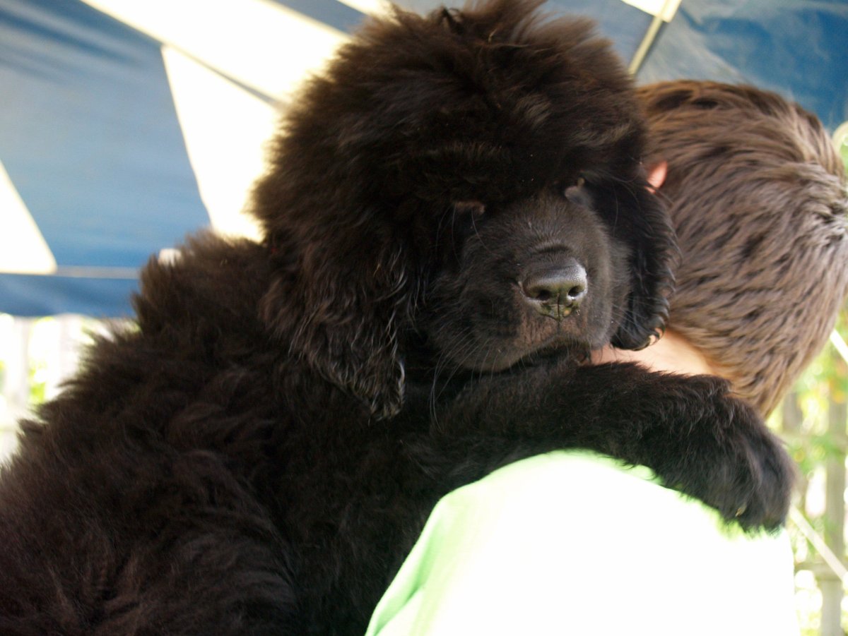 Ньюфаундленд щенок