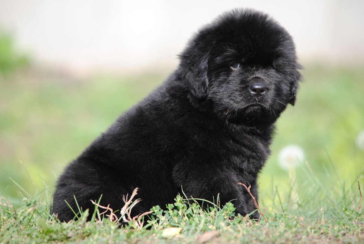 Ньюфаундленд собака