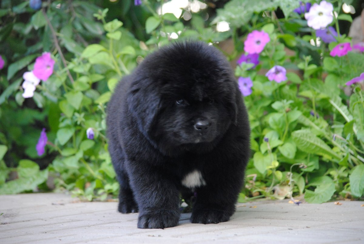 Водолаз собака