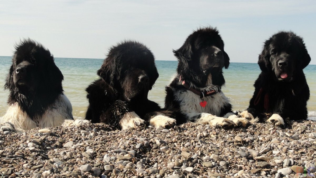 Ньюфаундленд и водолаз разница
