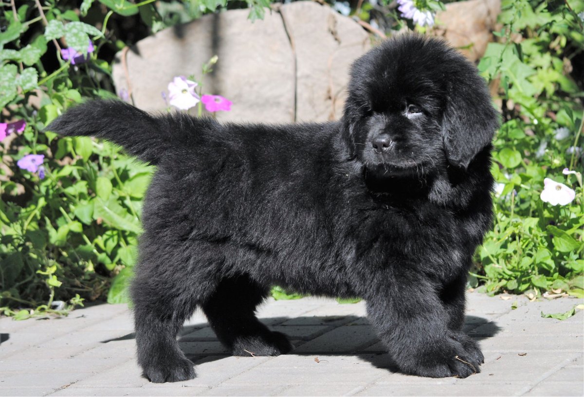 Собака водолаз лапы