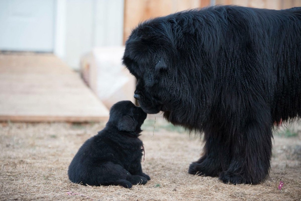 Мастиф ньюфаундленд