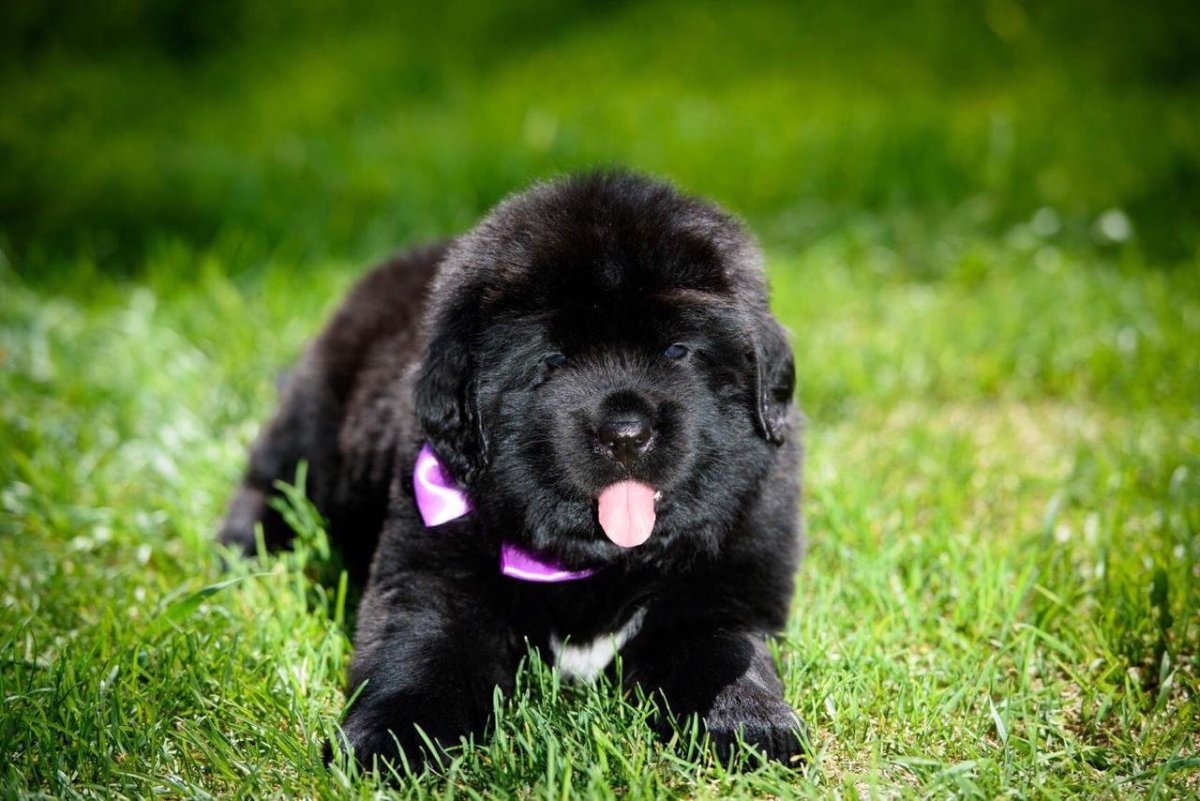 Мастиф ньюфаундленд