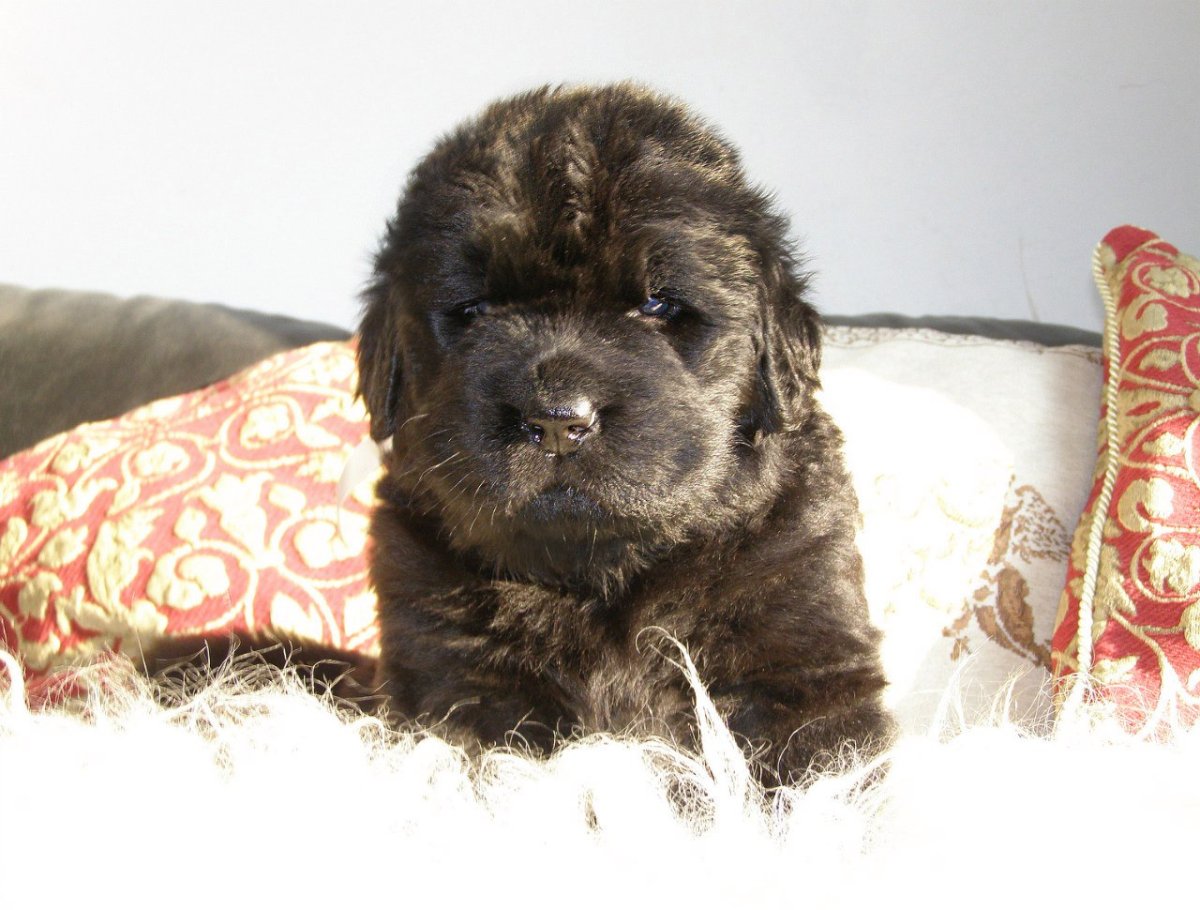 Водолаз (ньюфаундленд) спасатель