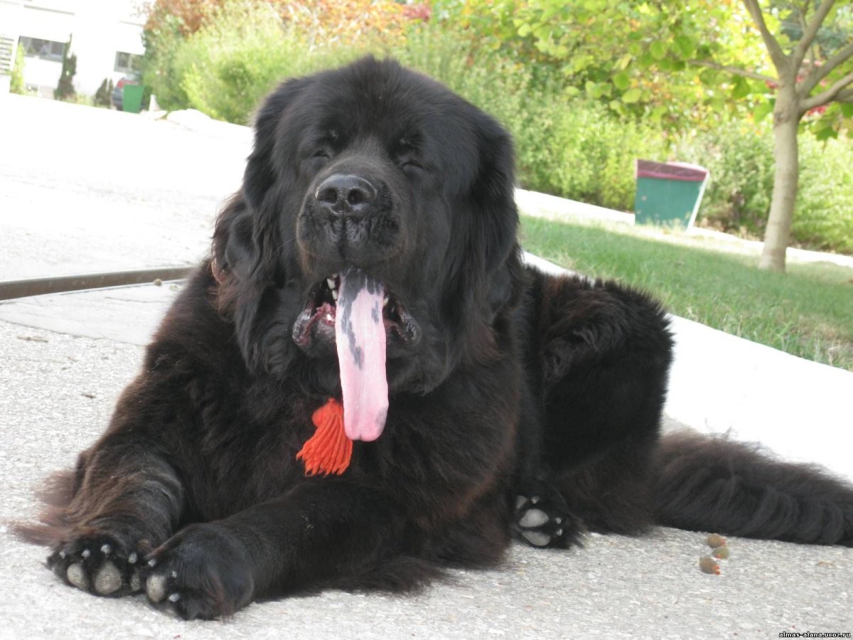 Ньюфаундленд собака