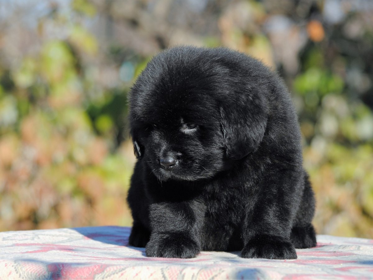 Водолаз порода собак