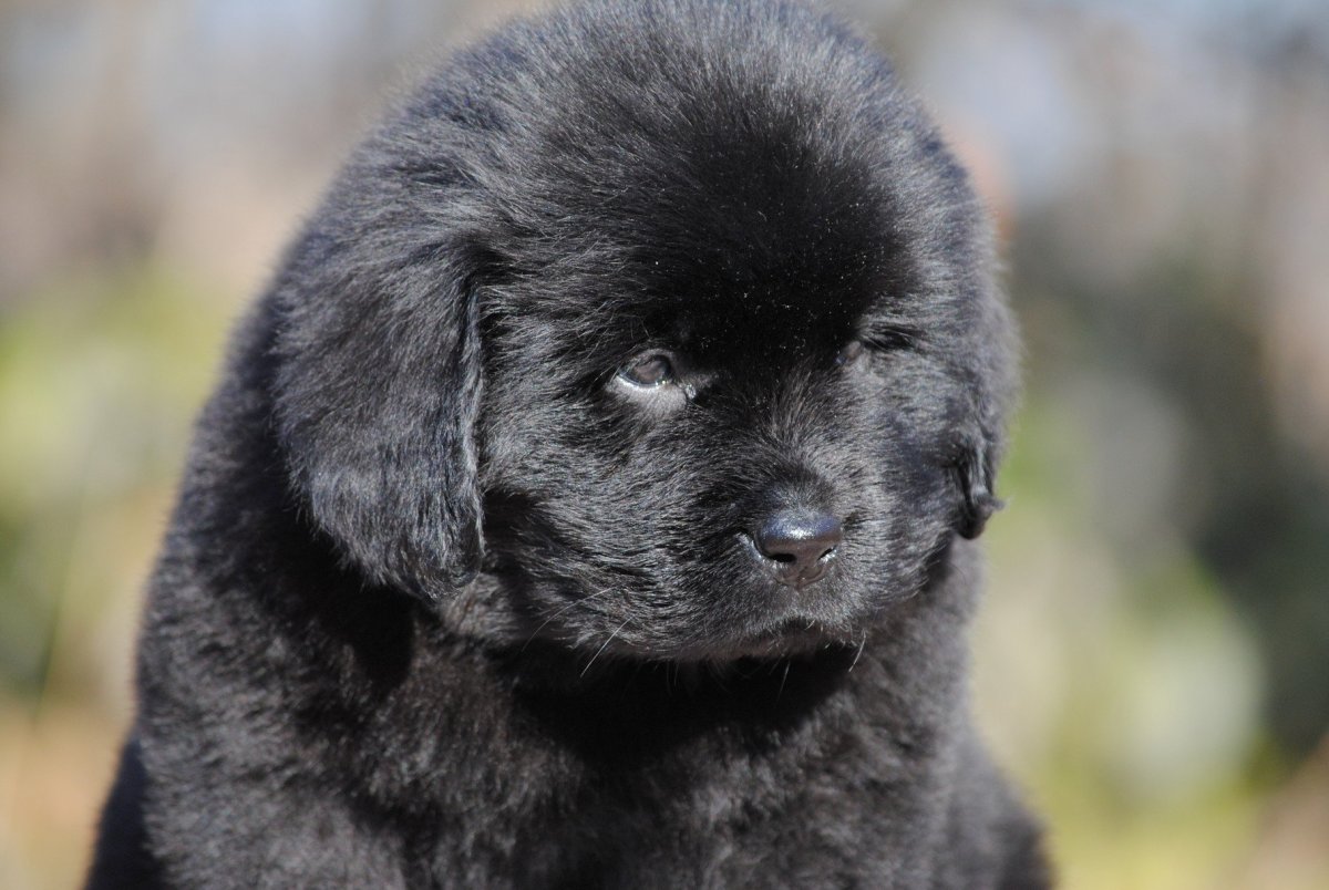 Лиловый ньюфаундленд