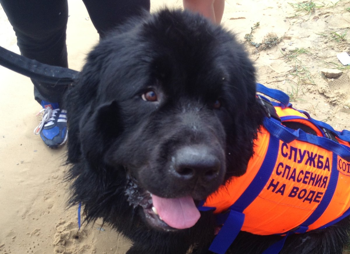 Тибетский мастиф