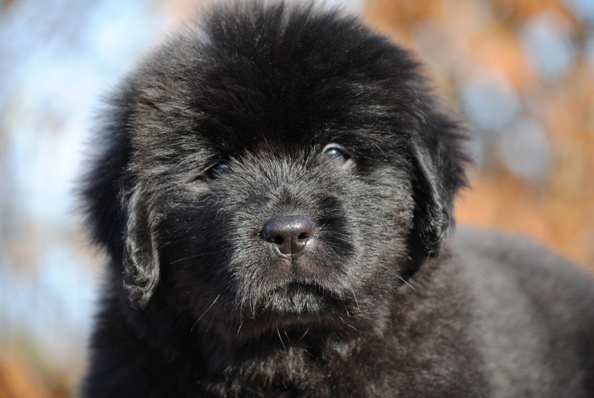 Ньюфаундленд (порода собак)