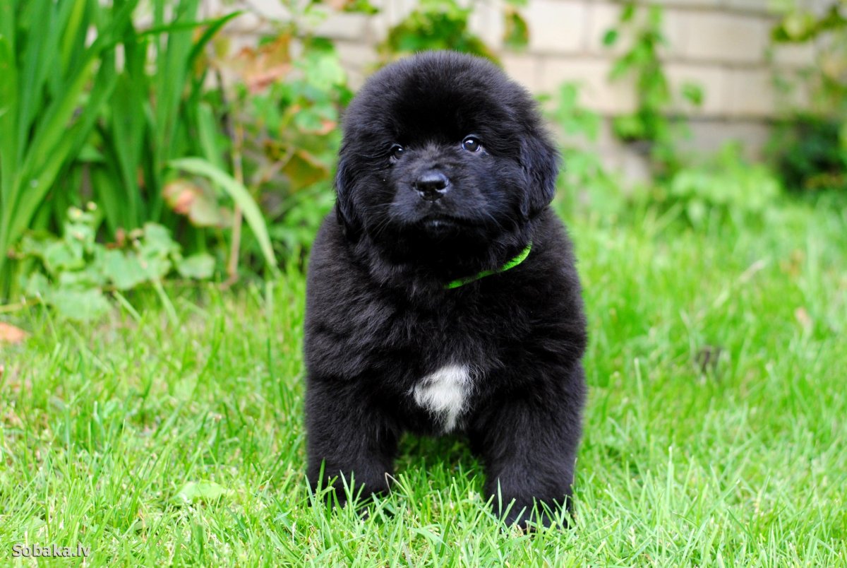 Ньюфаундленд щенок
