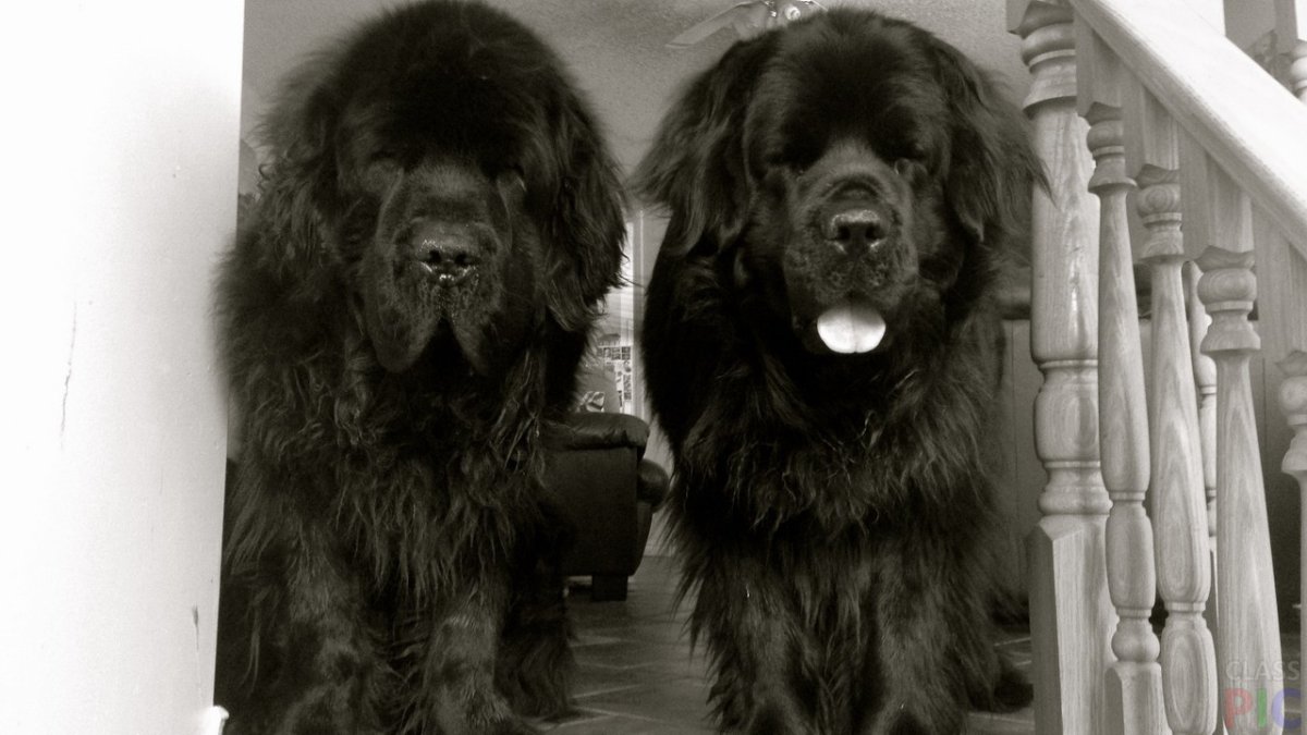 Ньюфаундленд собака щенок