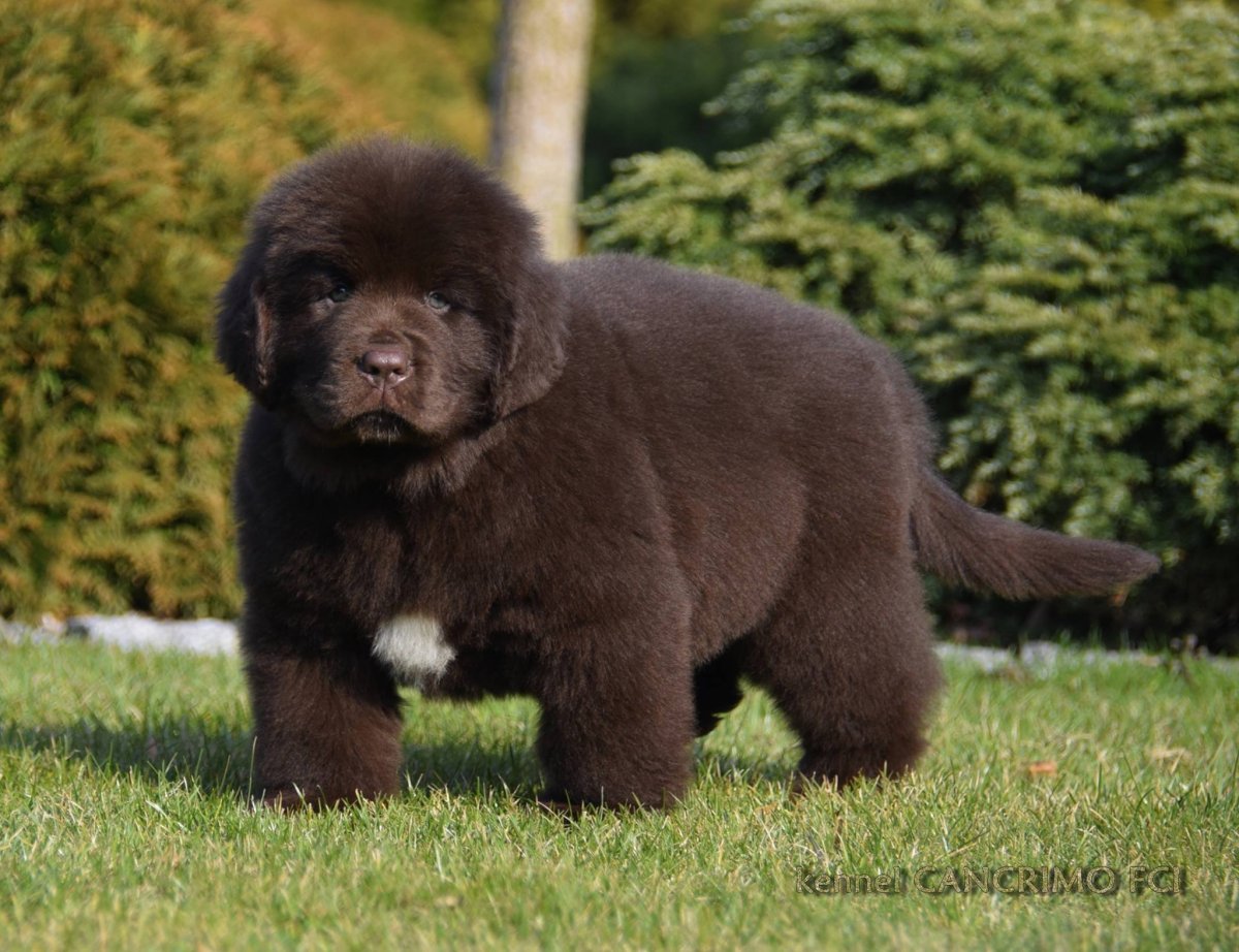 Терсейра ньюфаундленд