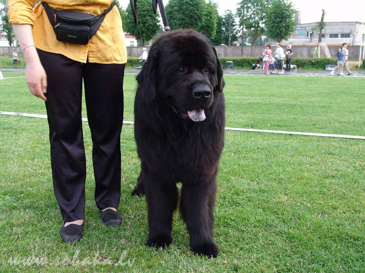 Ньюфаундленд длинношерстный