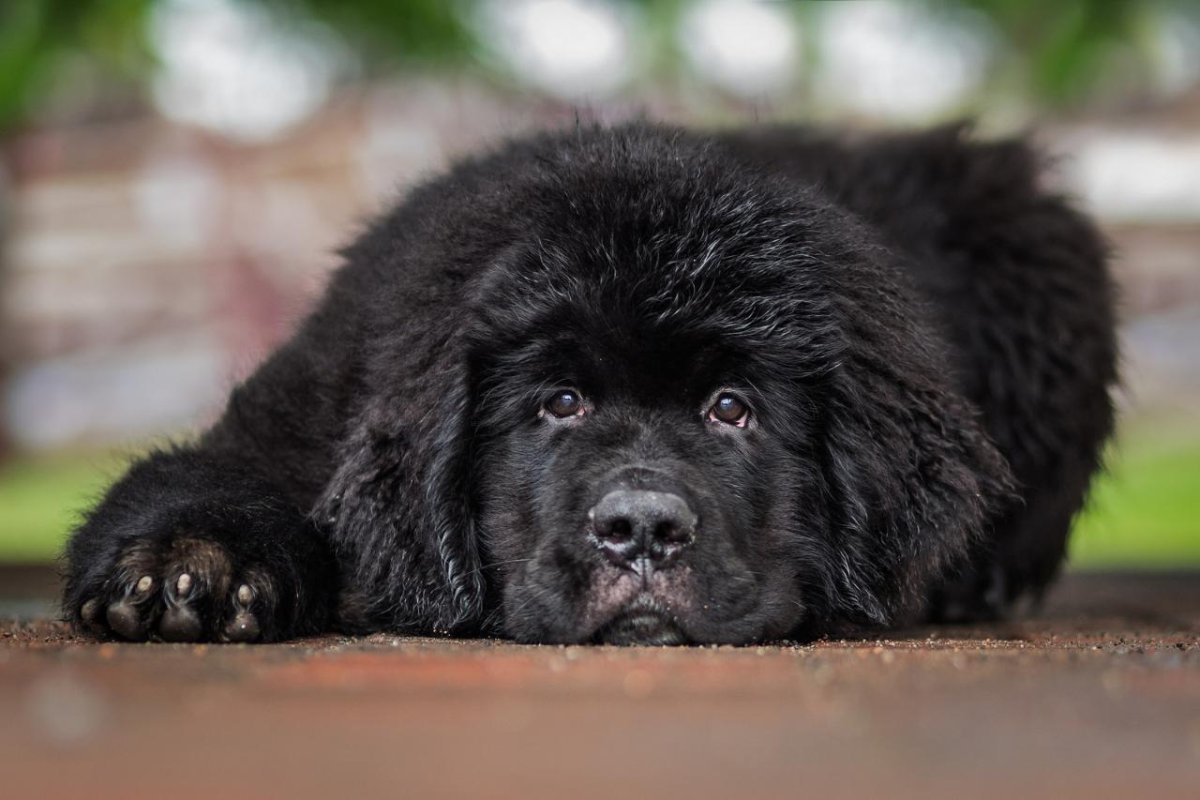 Ньюфаундленд Дюк