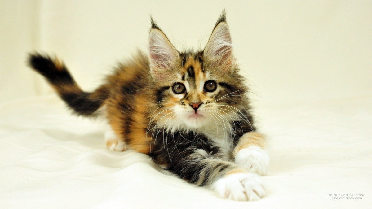 Котята Мейн кун