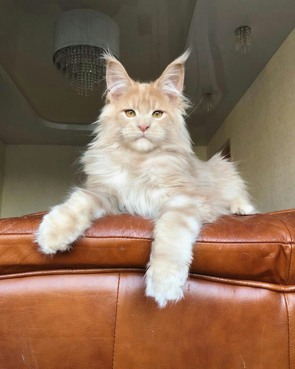 Кошка Саванна и Мейн кун