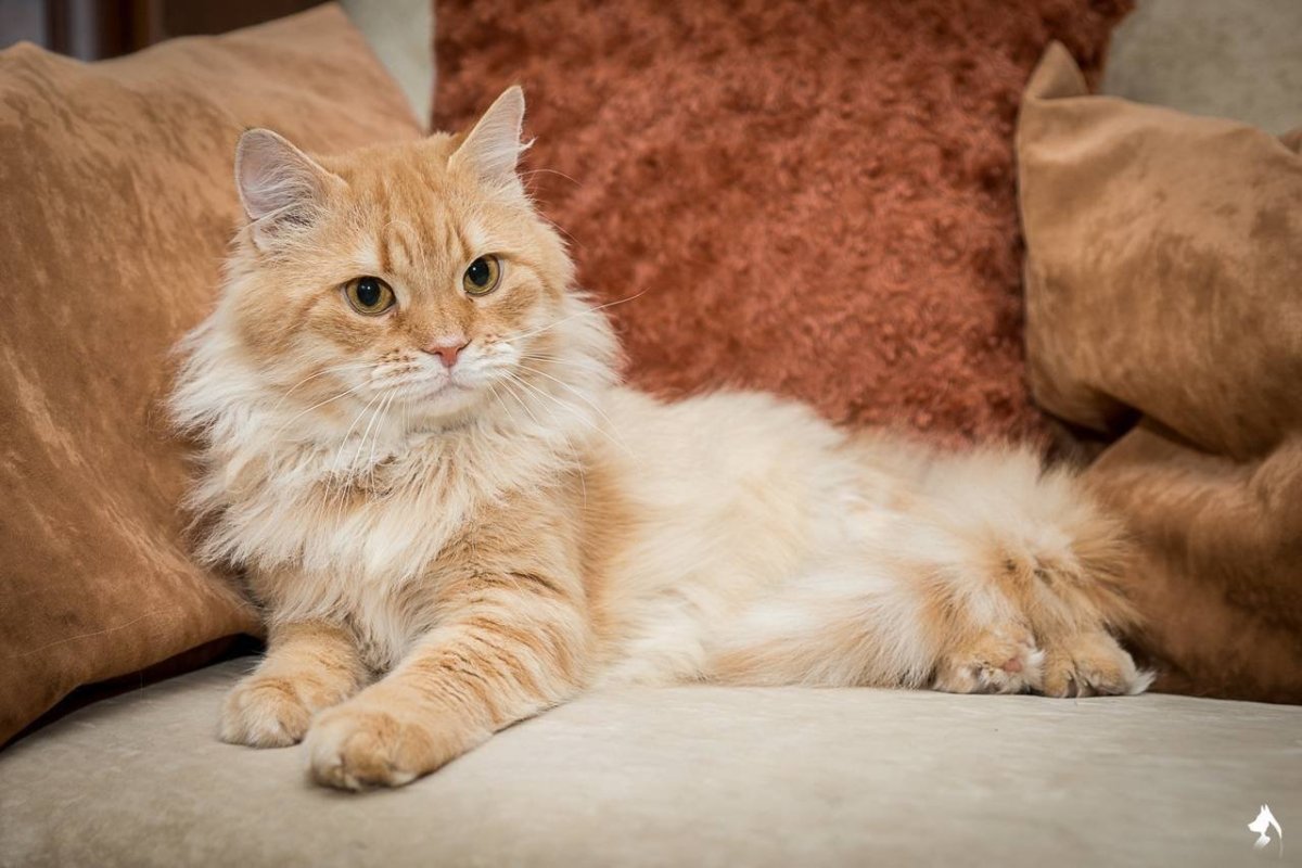 Европейская длинношерстная кошка рыжая