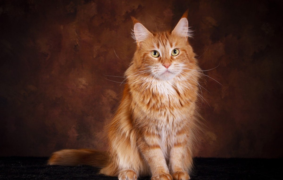 Рыжие Мейн куны коты