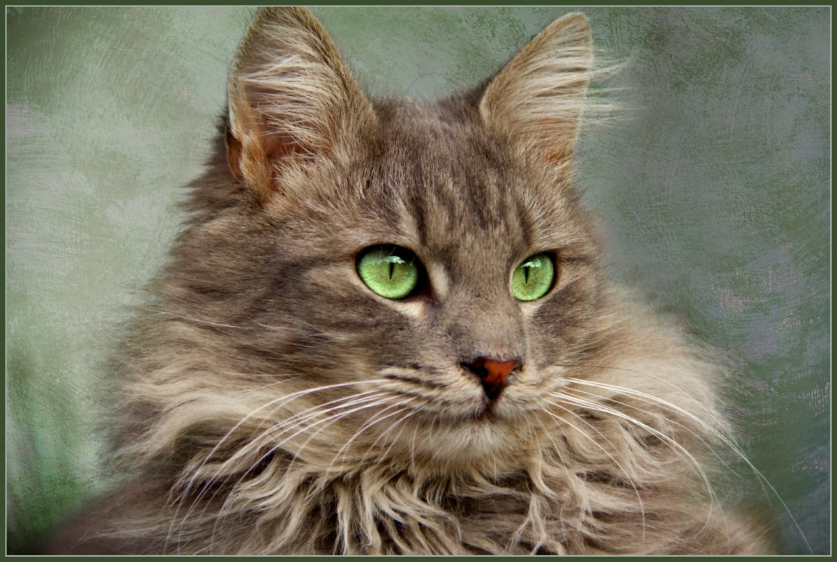 Фотопортреты котов