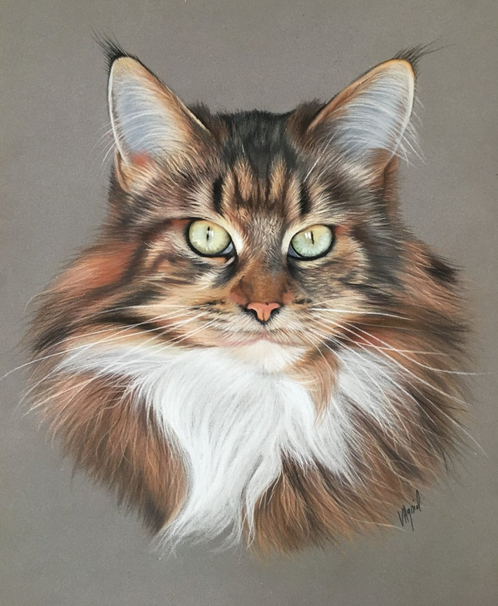 Кот Мейн кун арт