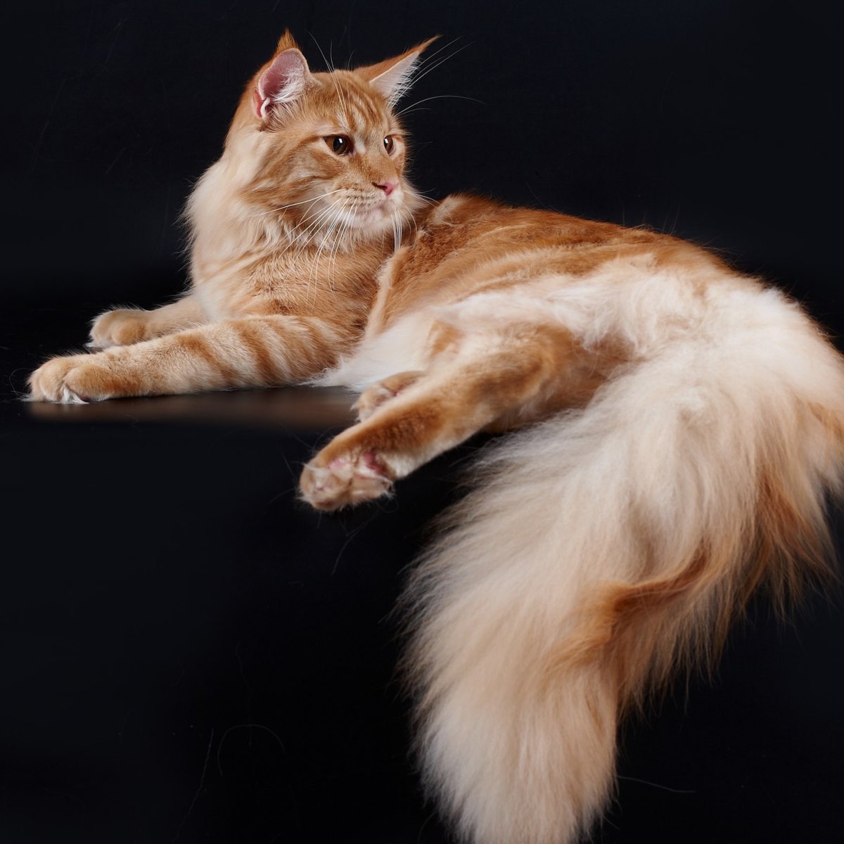 Мейн кун рыжий