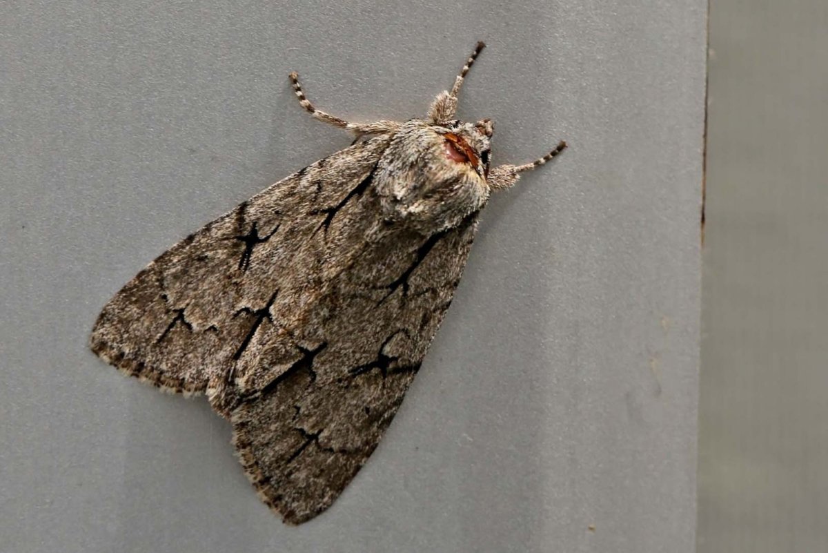 Платяная моль Имаго