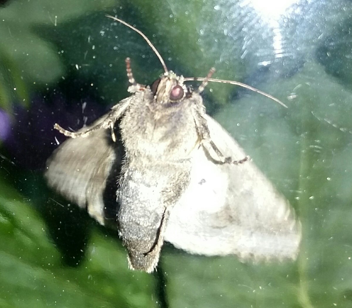 Венесуэльский пуделевый мотылек