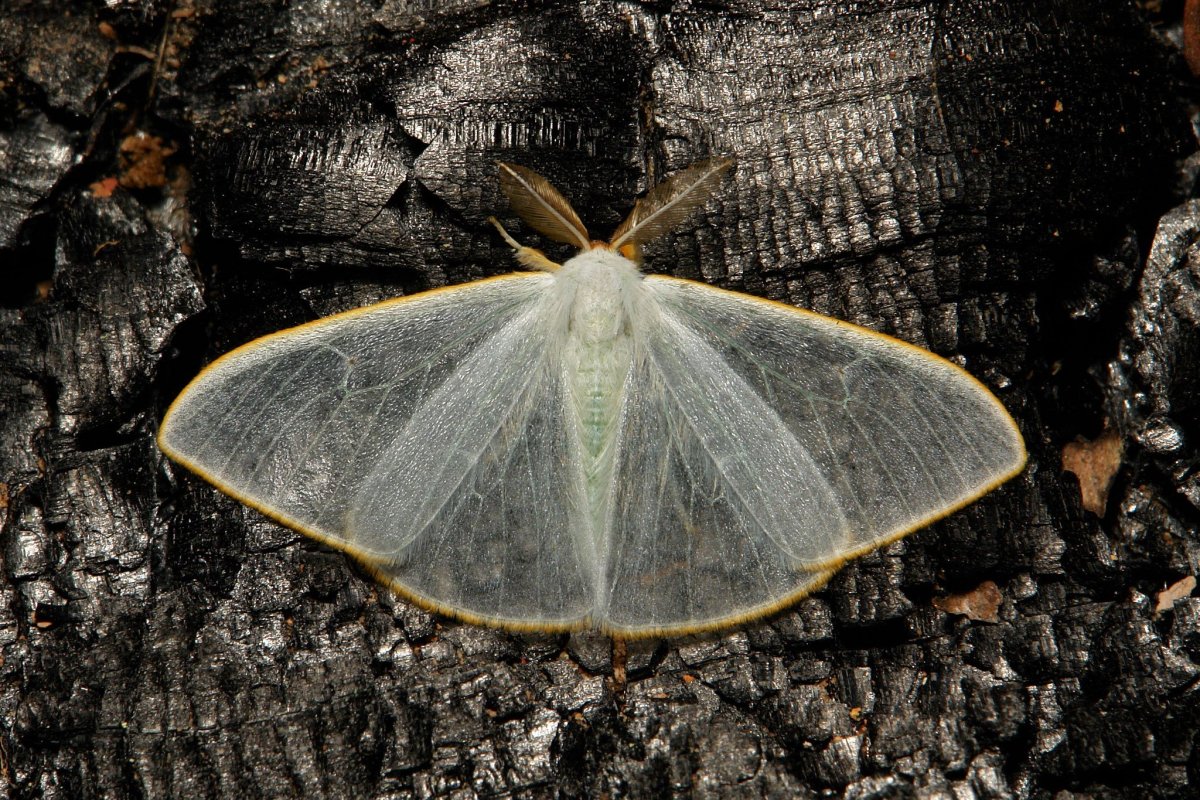 Венесуэльский пуделевый мотылек тутовый шелкопряд