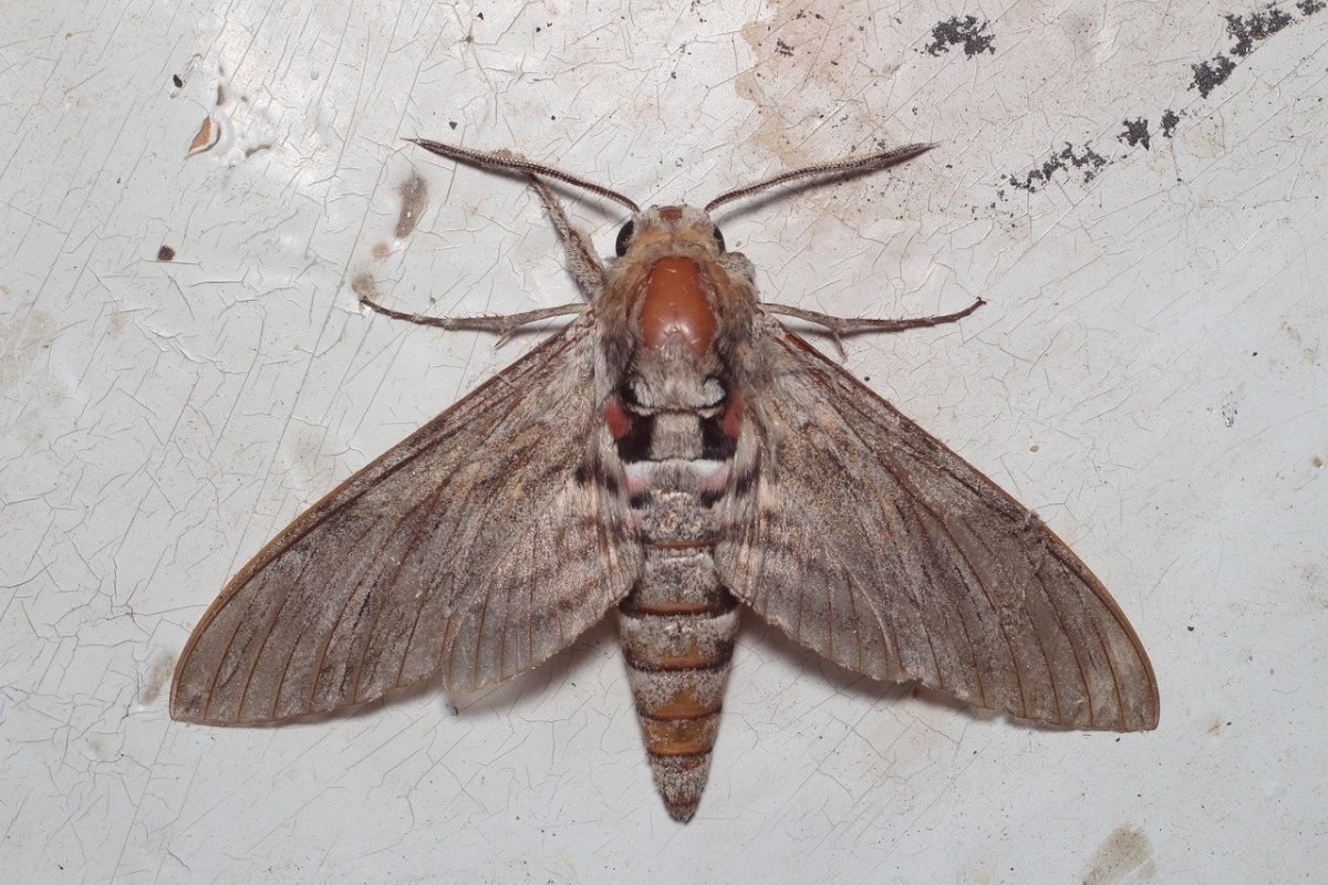 Кленовая бабочка Dryocampa rubicunda