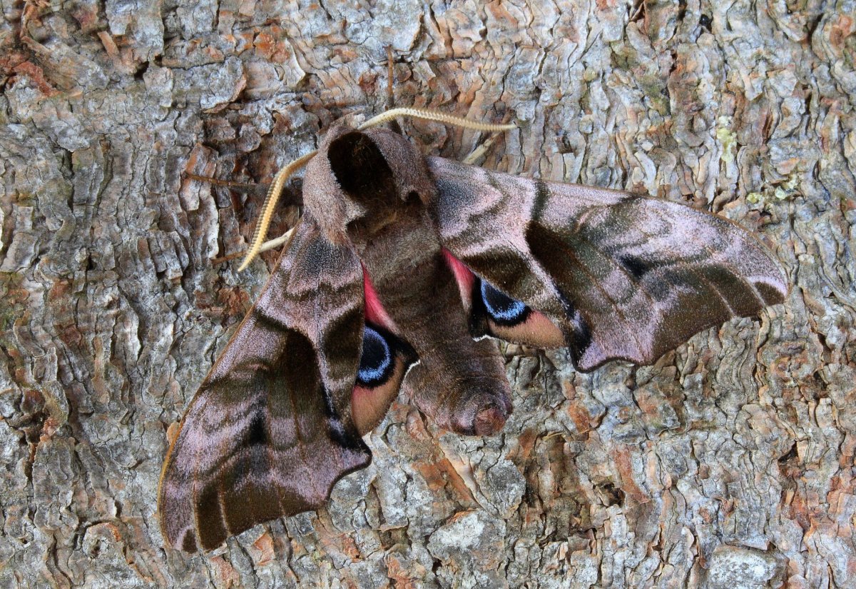 Бабочка Павлиноглазка (Emperor Moth)