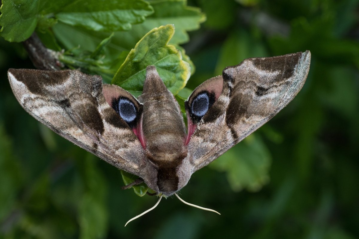 Бабочка Saturnia Pavonia