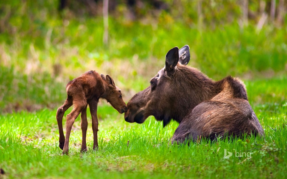 Лось с лосенком