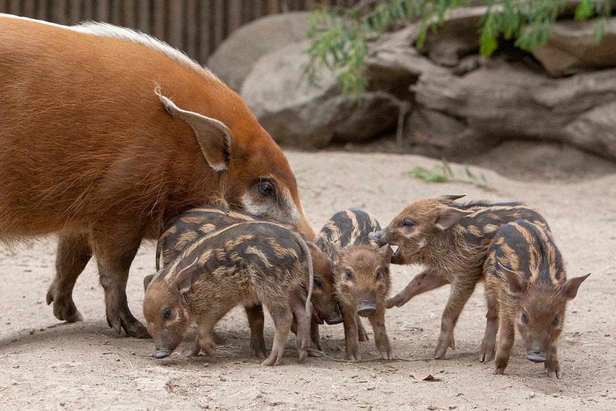 Поросенок бородавочник полосатый