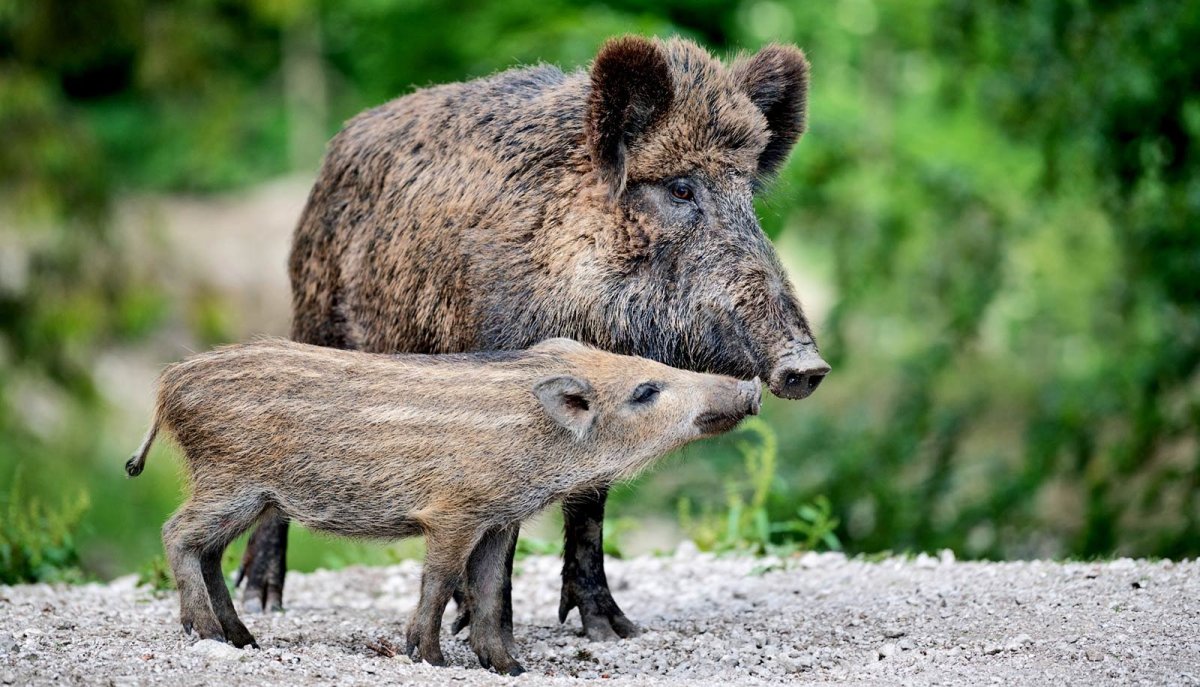 Wild Boar