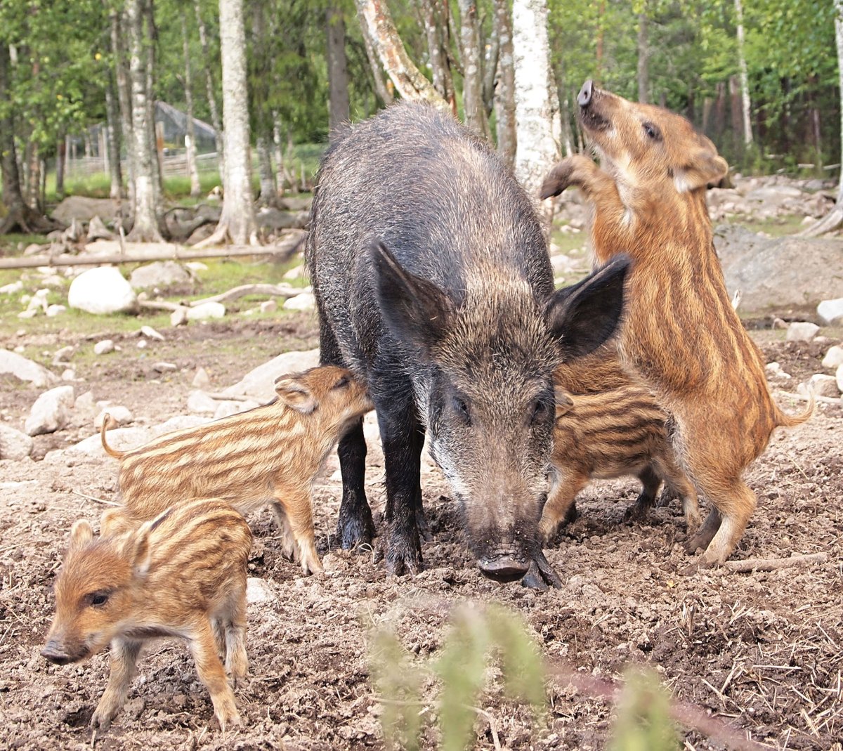 Дикий кабан с кабанятами