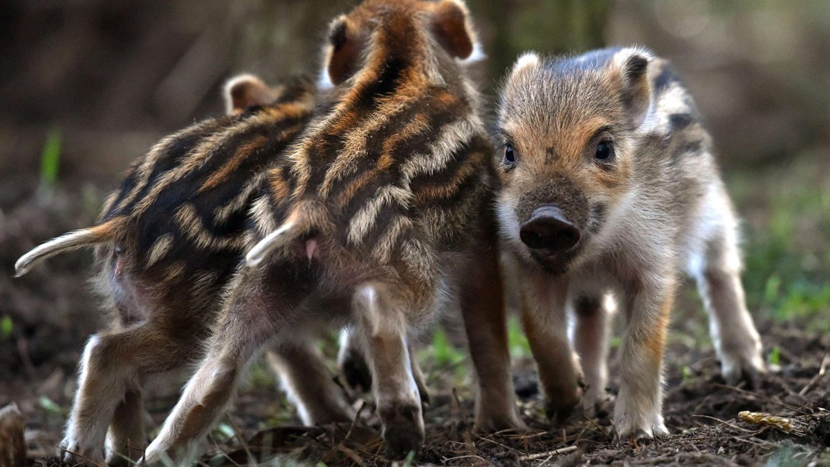 Кабан с кабанятами